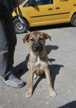 RICHELLE, Hund, Mischlingshund in Bulgarien