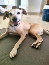 NATILLA, Hund, Mischlingshund in Spanien