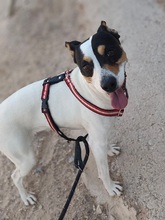 LUZ, Hund, Ratonero Bodeguero Andaluz in Spanien