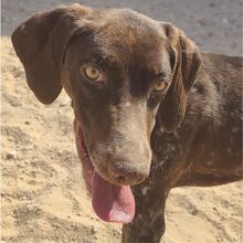 KISS, Hund, Deutsch Kurzhaar Mix in Spanien
