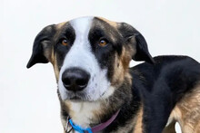 RIO, Hund, Mischlingshund in Niederlande