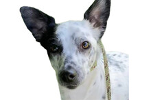 BELCO, Hund, Mischlingshund in Niederlande