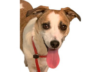 CHERRY, Hund, Mischlingshund in Niederlande