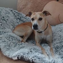PAMELA, Hund, Mischlingshund in Hamburg