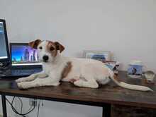 ALFIE, Hund, Jack Russell Terrier-Mix in Spanien