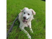 KOKORO, Hund, Mischlingshund in Bönen