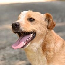 PRINCE, Hund, Mischlingshund in Griechenland