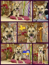 MANYA, Hund, Mini Schäferhund-Mix in Ukraine