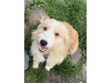 KIMBA, Hund, Mischlingshund in Albersweiler
