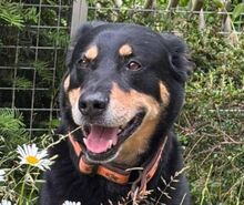MYLO, Hund, Labrador-Schäferhund-Mischling in Behrensdorf