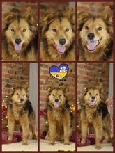 OPHELIA, Hund, Hütehund-Mix in Ukraine