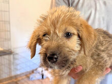 CALABRONE, Hund, Mischlingshund in Italien