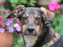 LIA, Hund, Mischlingshund in Spardorf
