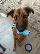 COOKIE, Hund, Mischlingshund in Heppenheim