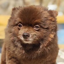 LUCA, Hund, Pomeranian in Grafenwöhr