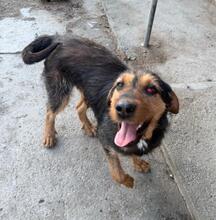 EOWYN, Hund, Mischlingshund in Bulgarien