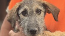 ODI, Hund, Mischlingshund in Limburg