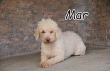MAR, Hund, Spanischer Wasserhund in Spanien