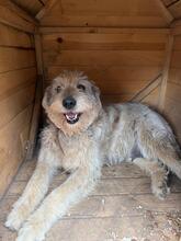IDUN, Hund, Mischlingshund in Bulgarien