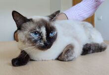 VELA, Katze, Thai-Siam in Köln