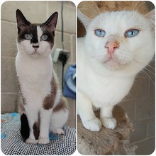 ASTRID, Katze, Snowshoes in Berlin