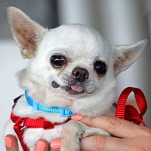 RICKY, Hund, Chihuahua in Zella-Mehlis