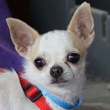 MANCHI, Hund, Chihuahua in Zella-Mehlis