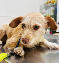 INES, Hund, Mischlingshund in Itzstedt