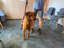 SANTOS, Hund, Mischling in Ungarn