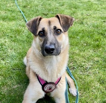 AZULA, Hund, Mischling in Hamburg