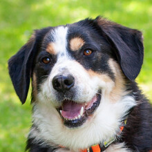 JUMO, Hund, Berner Sennenhund-Mix in Lauf