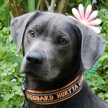 LA PAULI, Hund, Labrador Retriever in Lauf