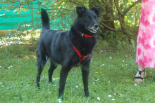 SAMMY DELUXE, Hund, Mischlingshund in Lauf