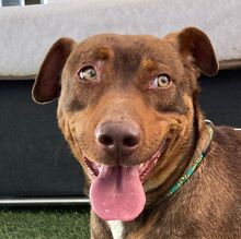 SLINKY, Hund, Mischlingshund in Spanien