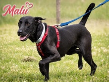 MALU, Hund, Mischlingshund in Portugal