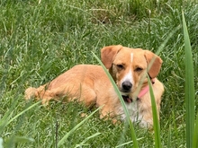 CAMERYN, Hund, Mischlingshund in Albersweiler