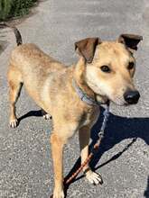 ROCKY, Hund, Mischlingshund in Ungarn
