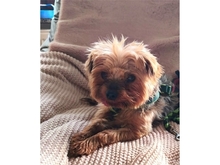 KRÜMMEL, Hund, Yorkshire Terrier in Hilpoltstein