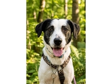 ELLI, Hund, Mischlingshund in Würzburg