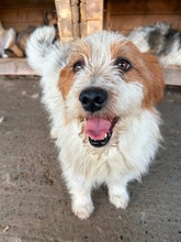 SMILEY, Hund, Mischlingshund in Rumänien