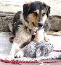 MIA, Hund, Mischlingshund in Alfdorf