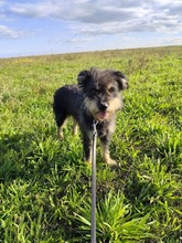 PICKNICK, Hund, Mischlingshund in Ungarn