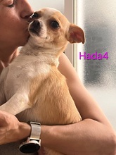 HADA4, Hund, Deutscher Schäferhund in Spanien