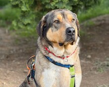 CARLO, Hund, Mischlingshund in Aerzen