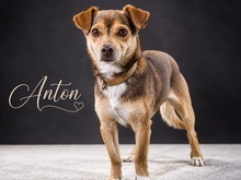 ANTON, Hund, Mischlingshund in Portugal