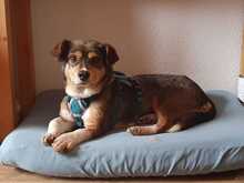 DIANA, Hund, Mischlingshund in Potsdam