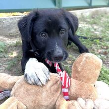 CONAN, Hund, Mischlingshund in Rumänien