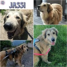JASSI, Hund, Mischlingshund in Eichenau