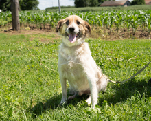 ALBINO, Hund, Mischlingshund in Hagen