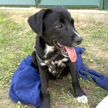 DOYLE, Hund, Mischlingshund in Rumänien